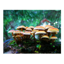 mushroom village post cards