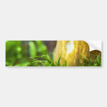 Mushrooms Bumper Sticker