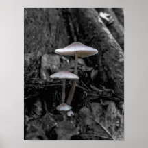 Mushrooms in the Woods Posters