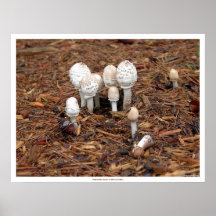 Mushrooms Mourn a Fallen Comrade Poster