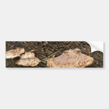 Mushrooms On Tree Log Bumper Sticker