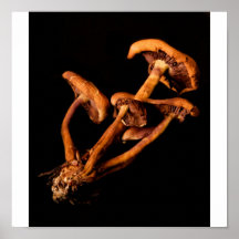 Mushrooms Poster