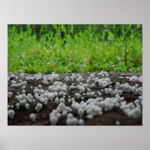 Mushrooms Print