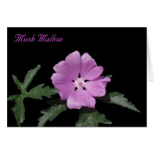 Musk Mallow Cards