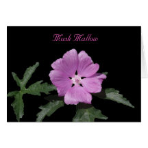 Musk Mallow Greeting Card