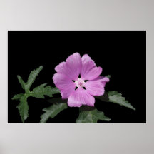 Musk Mallow Posters