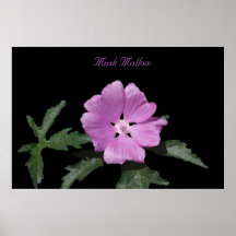 Musk Mallow Print