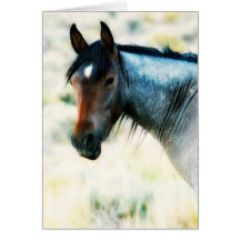 Mustang Card