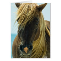 Mustang Greeting Card