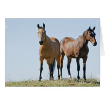 Mustang Horse Pair Greeting Cards