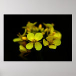 Mustard flower poster
