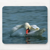 Mute Swan, preening mousepads