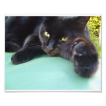My cat - Photo print