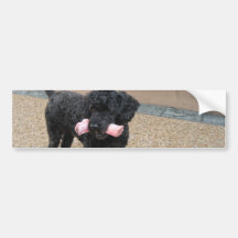 My Dog Romeo Bumper Sticker