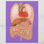 My Guts, Digestive Organs Custom Flyer