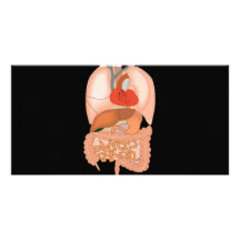My Guts, Digestive Organs Photo Card