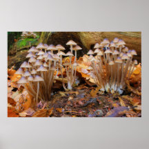 Mycena Inclinata Clustered Bonnet Mushroom Fungi Print