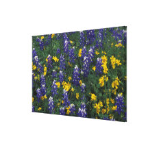 N.A, USA, Texas, Marble Falls, Blue Bonnets Gallery Wrapped Canvas