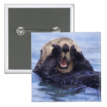 NA, USA, Alaska. Sea otters are the largest Button