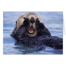NA, USA, Alaska. Sea otters are the largest Cards