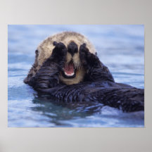 NA, USA, Alaska. Sea otters are the largest Poster