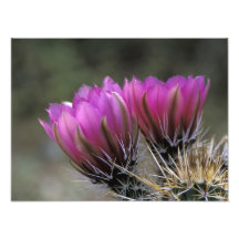 NA, USA, Arizona, Sonoran Desert. Hedgehog Photographic Print
