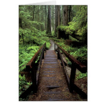 NA, USA, California, Jedidiah Smith Redwoods Greeting Cards