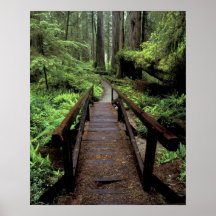 NA, USA, California, Jedidiah Smith Redwoods Posters