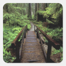 NA, USA, California, Jedidiah Smith Redwoods Square Stickers
