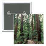 NA, USA, California, Marin County, Muir Woods Pin