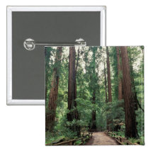 NA, USA, California, Marin County, Muir Woods Pin