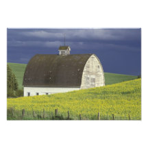 NA, USA, Idaho, south of Genesse, Canola field Photo Art
