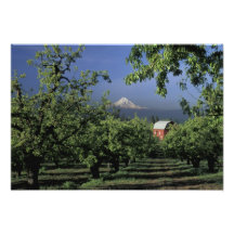 NA, USA, Oregon, near Hood River Mt. Hood with Art Photo