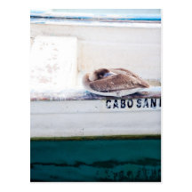 Napping Pelican Postcard