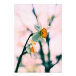 Narcissus Flowers - gentle white and yellow photog