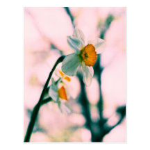 Narcissus Flowers - gentle white and yellow photog Post Card