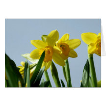 Narcissus   Greeting Card