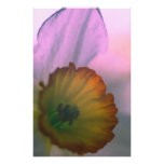 Narcissus Petals - white yellow flower photography