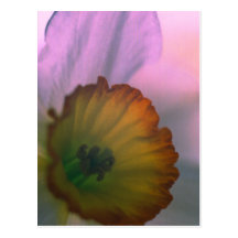 Narcissus Petals - white yellow flower photography Post Cards