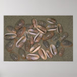 Narrow marginella (Cryptospira angustata) Shell Print