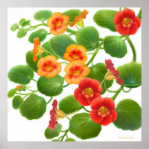 Nasturtium Flower Vines Poster