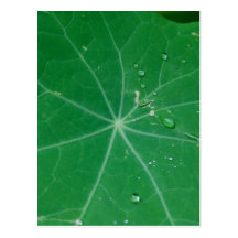 nasturtium leaf postcard