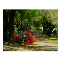 Natchez City Cemetery Postcards