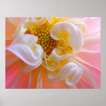 Nature Floral art prints Pink Dahlia Flower Yellow