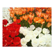 Nature Photography art prints Tulip Flowers Floral
