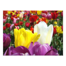 Nature Photography prints Tulip Flowers Garden
