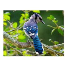 Nature Photography Shy Blue Jay Apparel Gifts Post Card
