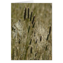 Nature's Artists Cards