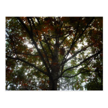 Natures Beauty Postcard