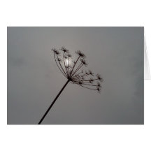 Nature's Fireworks Card